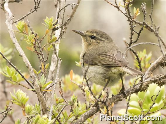 Canary Islands Chiffchaff (Phylloscopus canariensis)