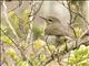 Canary Islands Chiffchaff (Phylloscopus canariensis)