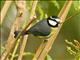 African Blue Tit (Cyanistes teneriffae) - La Gomera