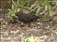 Eurasian Blackbird (Turdus merula)