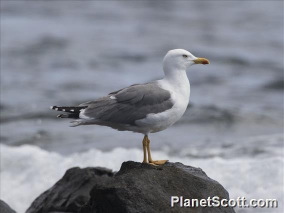 Yellow-legged Gull (Larus michahellis)