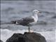 Yellow-legged Gull (Larus michahellis)