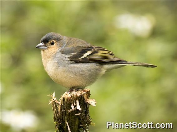 Canary Islands Chaffinch (Fringilla canariensis)