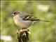 Canary Islands Chaffinch (Fringilla canariensis)