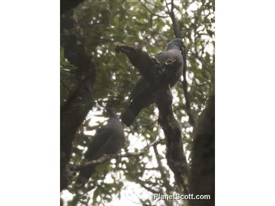 Bolle's Pigeon (Columba bollii)