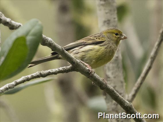 Island Canary (Serinus canaria)