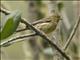 Island Canary (Serinus canaria)