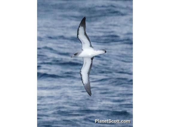 Cory's Shearwater (Calonectris borealis)