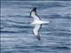 Corys Shearwater (Calonectris diomedea)