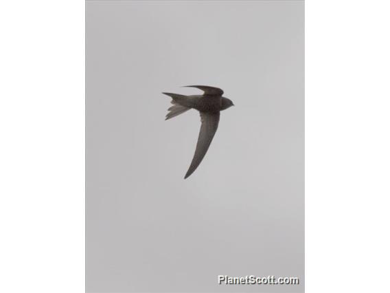 Pallid Swift (Apus pallidus)