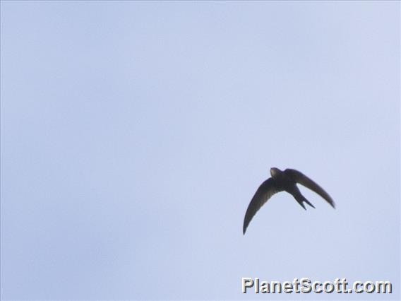 Plain Swift (Apus unicolor)