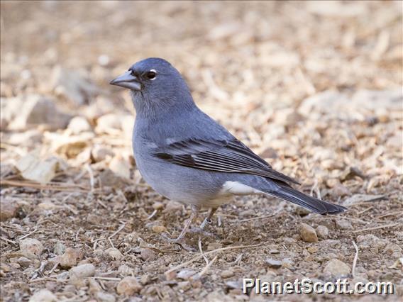 Blue Chaffinch (Fringilla teydea)