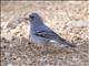 Blue Chaffinch (Fringilla teydea) - Male