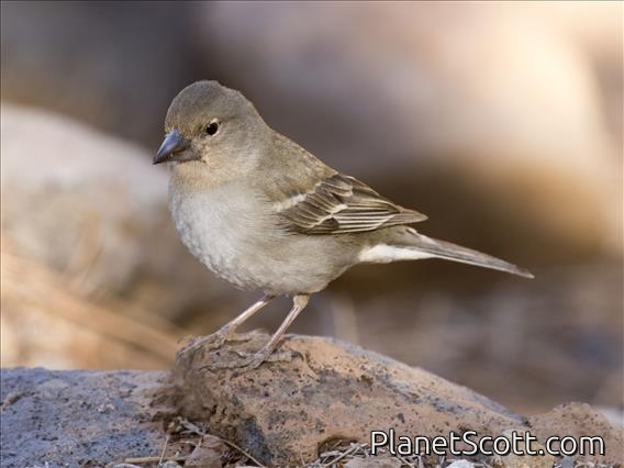 Blue Chaffinch (Fringilla teydea) - Female