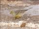 Island Canary (Serinus canaria)