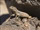 Tenerife Lizard (Gallotia gallotia) - Female