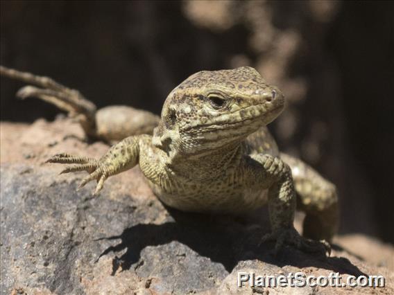 Tenerife Lizard (Gallotia gallotia)