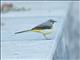 Gray Wagtail (Motacilla cinerea)