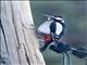 Great Spotted Woodpecker (Dendrocopos major)