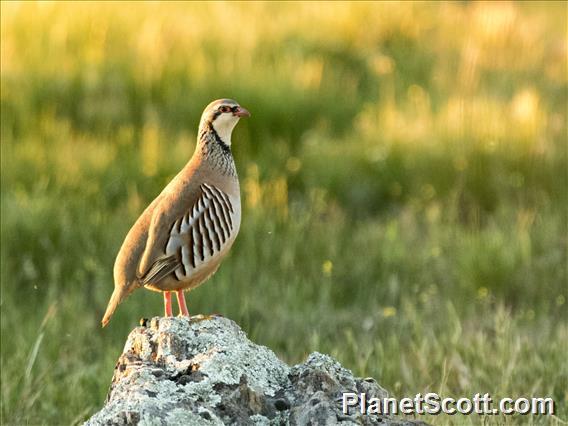 Red-legged Partridge (Alectoris rufa)