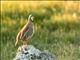 Red-legged Partridge (Alectoris rufa)