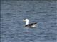 Lesser Black-backed Gull (Larus fuscus)