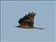 Black Kite (Milvus migrans)