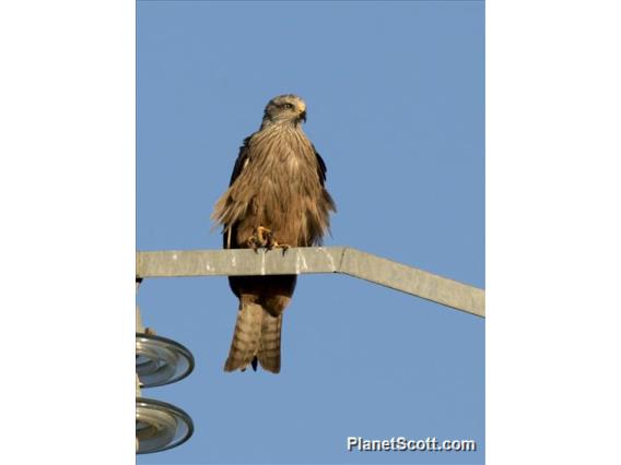 Black Kite (Milvus migrans)