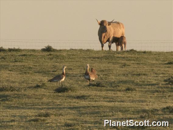 Great Bustard (Otis tarda)