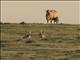 Great Bustard (Otis tarda)