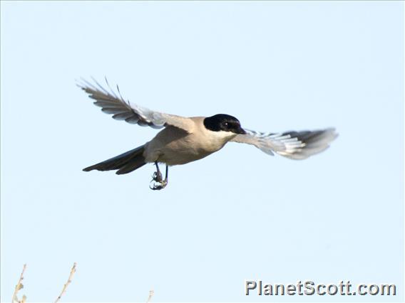 Iberian Magpie (Cyanopica cooki)