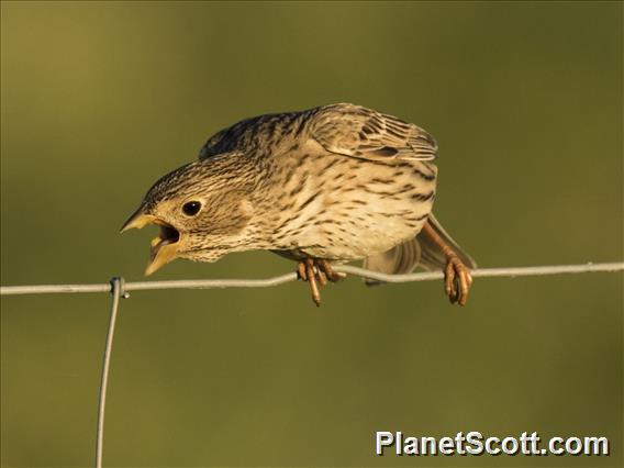 Corn Bunting (Emberiza calandra)