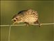 Corn Bunting (Emberiza calandra)