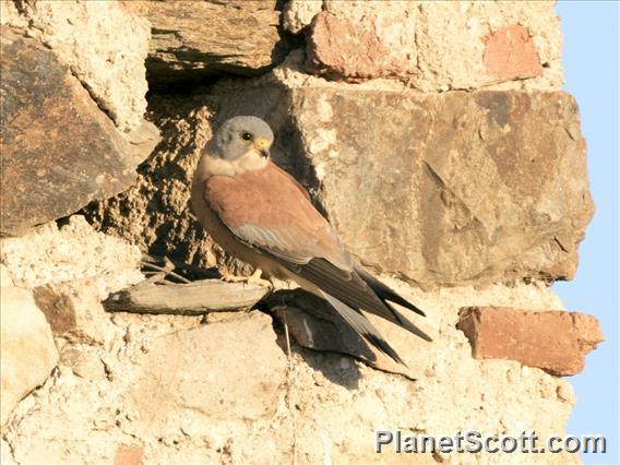 Lesser Kestrel (Falco naumanni)