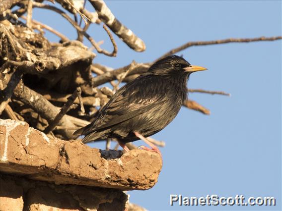 Spotless Starling (Sturnus unicolor)