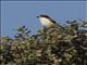 Woodchat Shrike (Lanius senator)