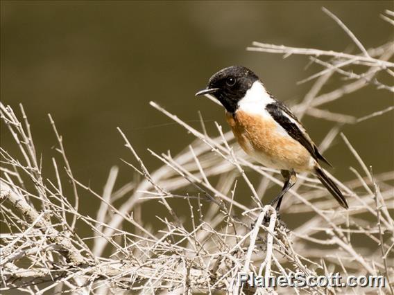 European Stonechat (Saxicola rubicola)