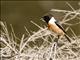 European Stonechat (Saxicola rubicola)