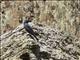 Blue Rock-Thrush (Monticola solitarius)