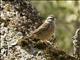 Rock Bunting (Emberiza cia)