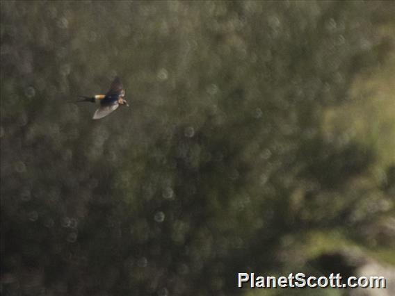 European Red-rumped Swallow (Cecropis rufula)