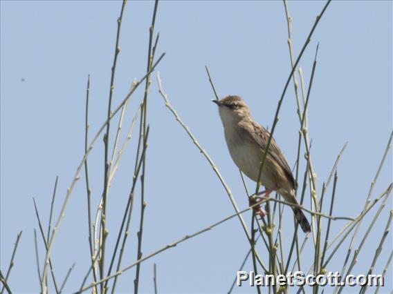 Zitting Cisticola (Cisticola juncidis)