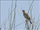 Zitting Cisticola (Cisticola juncidis)