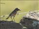 European Stonechat (Saxicola rubicola) - Female