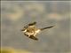 Great Spotted Cuckoo (Clamator glandarius)