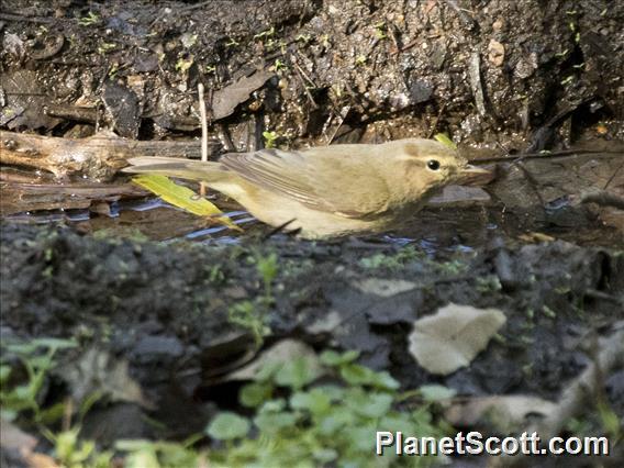 Iberian Chiffchaff (Phylloscopus ibericus)