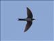 Alpine Swift (Apus melba)