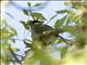 Blackcap (Sylvia atricapilla)