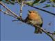 European Robin (Erithacus rubecula)