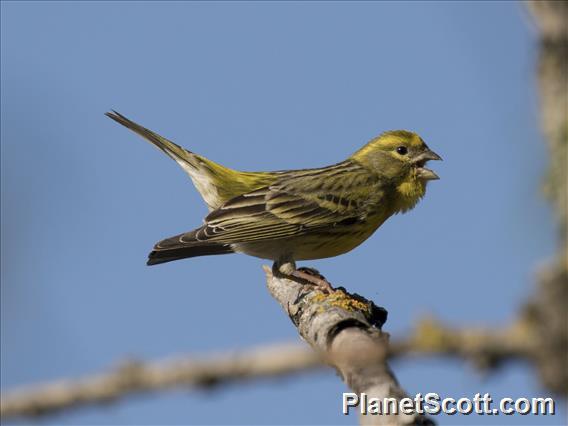 European Serin (Serinus serinus)